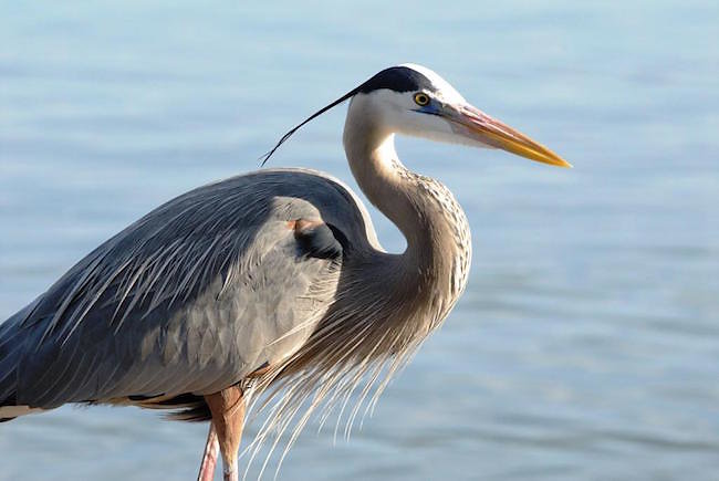 great-blue-heron.jpg